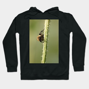 Buzz Off! Hoodie